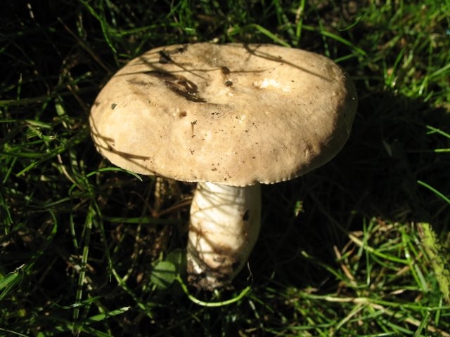 Lactarius fuliginosus var.albipes 